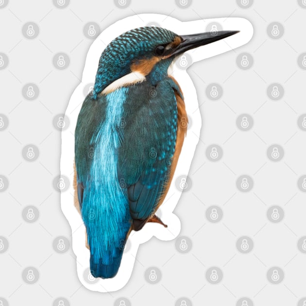 Close-up of a common kingfisher or Alcedo atthis Sticker by Dolfilms